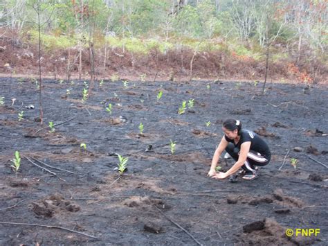 Borneo Replanting Project 2015 Friends Of The National Parks Foundation