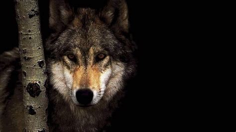 Find wolf wallpaper pictures and wolf wallpaper photos on desktop nexus. Wolf Wallpapers 1920x1080 - Wallpaper Cave