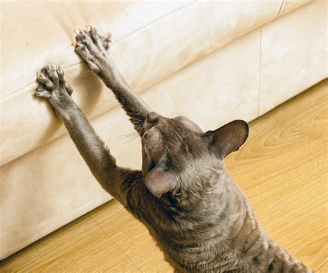 Teaching Your Cat Not To Scratch Furniture Hartz