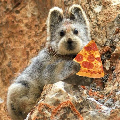 We All Eat Pizza — Pikas Eat Pizza The So Called “magic Rabbit Is A