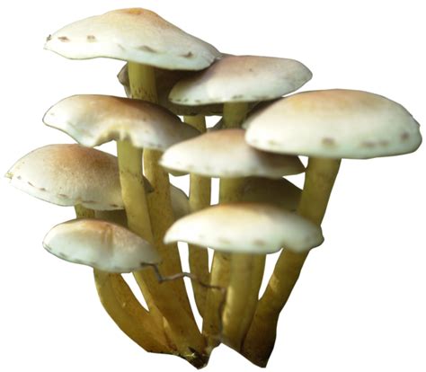White Mushroom Png Transparent Background Free Download 42867