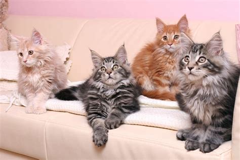 A maine coon can have gold, green, or bronze eyes. The Maine Coon Cat - Cat Breeds Encyclopedia