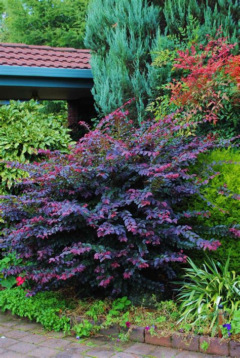 Evergreen Flowering Shrubs For Full Sun G4rden Plant