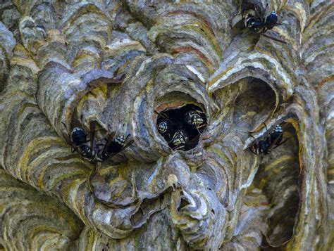 Bald Faced Hornet Nest Photograph By Brian Stevens Pixels