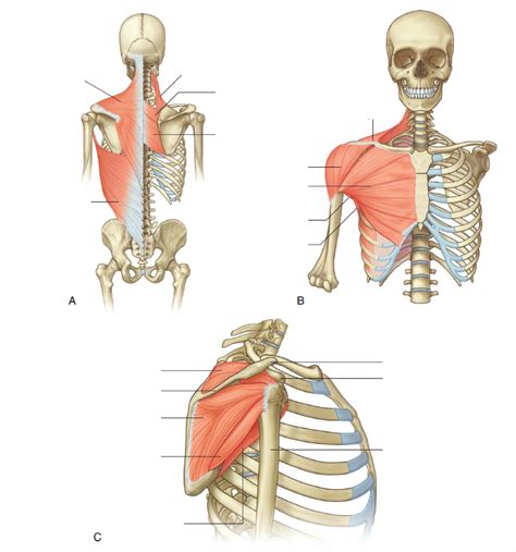 Anatomy Upper Limb Muscles Of Shoulder Diagram Quizlet