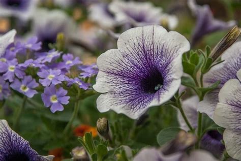 Up to six weeks in the fridge if stored properly. How Long Do Petunias Last? (The Flowers and the Plants ...