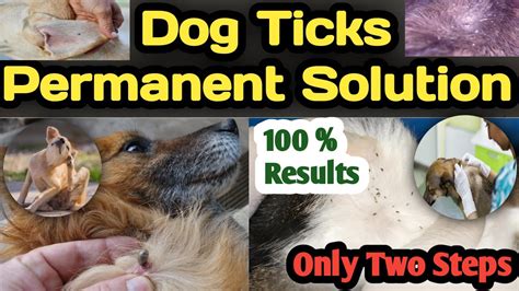 Best Anti Tick Shampoo For Dogs Permanent Solution Of Ticksmites