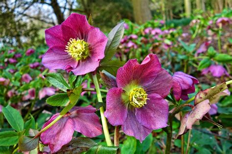 Hellebores Beautiful Flowers Of Late Winter And Spring Owlcation