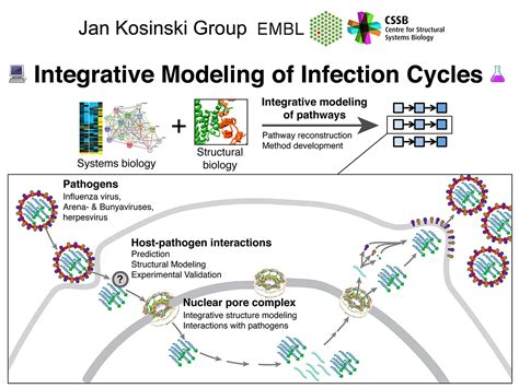 Kosinski Group Integrative Modelling Of Infection Cycles
