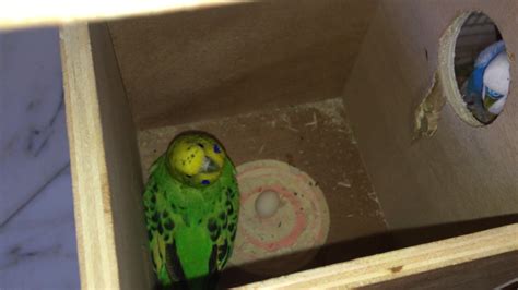 Budgie Gender Budgie World