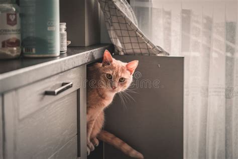 Cute Fluffy Ginger Cat Hiding In A Kitchen Cabinet Stock Photo Image