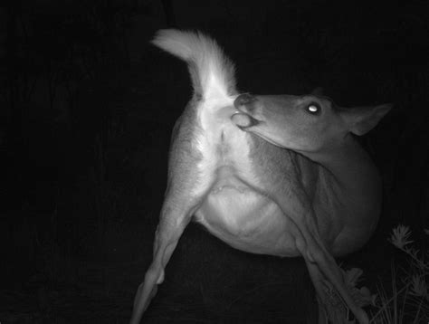 Just A Deer Licking Its Butthole Rfunny