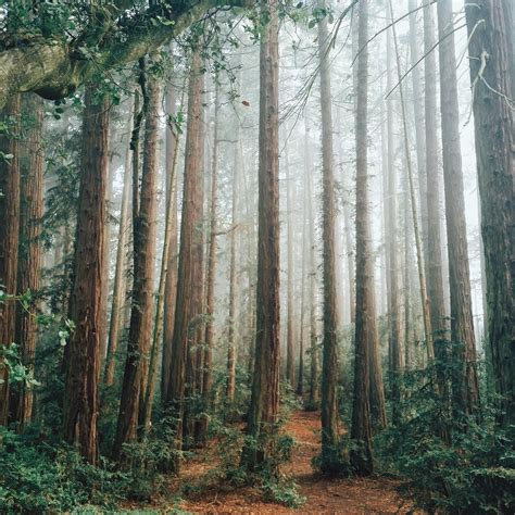 Early Morning Fog In Redwood Regional Park Oakland California