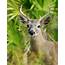 Key Deer  This Image Shows The Endangered In Its N… Flickr