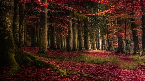 Red Leafed Algae Covered Autumn Trees In Forest During Daytime 4k Hd