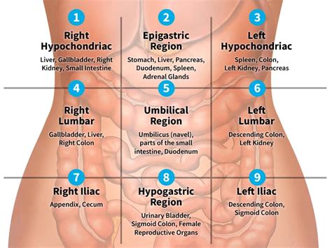 Regions Of The Abdomen In Medical Knowledge Medical Student Study Medical Education