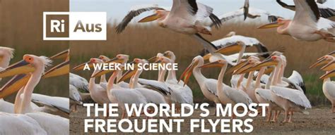 Watch The Worlds Most Frequent Flyers Sciencealert
