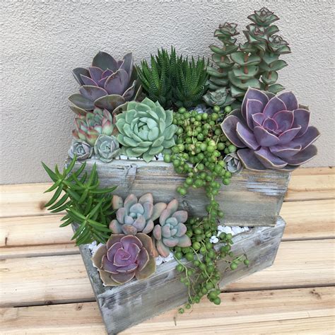 Free Succulent Plant Arrangements With Diy Home Decorating Ideas