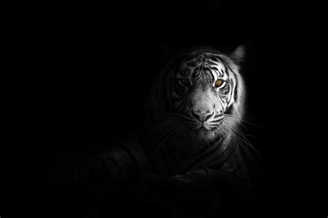 Tiger Animals Hd 4k Monochrome Black And White Coolwallpapersme