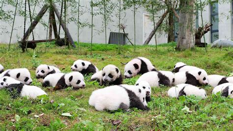Baby Panda Cubs Photo Make Public Debut At China Conservation Center