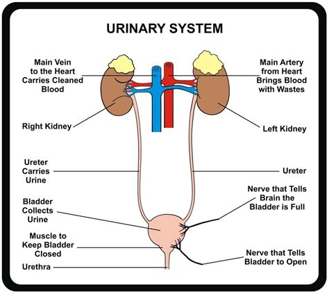 Urinary System On Emaze