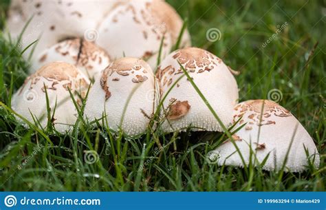Wild White Mushrooms In Grass Stock Photo Image Of Edible Domes