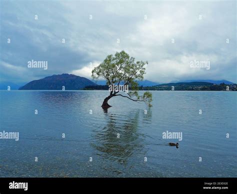 The Wanaka Tree Spring Stock Photo Alamy