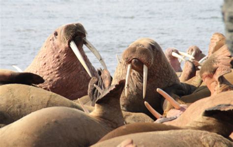 Wildlife Viewing Alaska Walrus And Wildlife Tours
