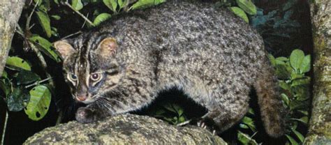 The Iriomote Cat Critter Science