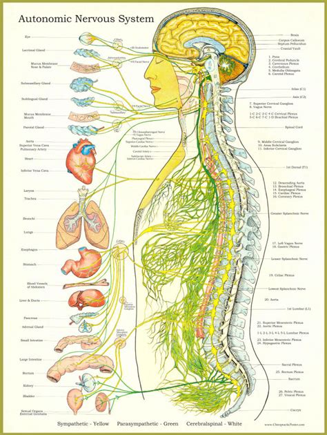 Nerve Function True Health Chiropractic
