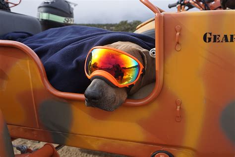 Review Cruising In Comfort Rex Specs Dog Goggle Adventure Rig