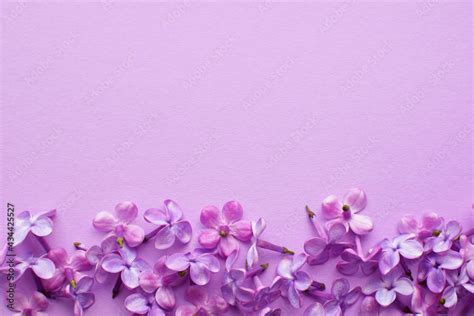 Lilac Flowers Lie On A Lilac Background Place For Text Stock Foto