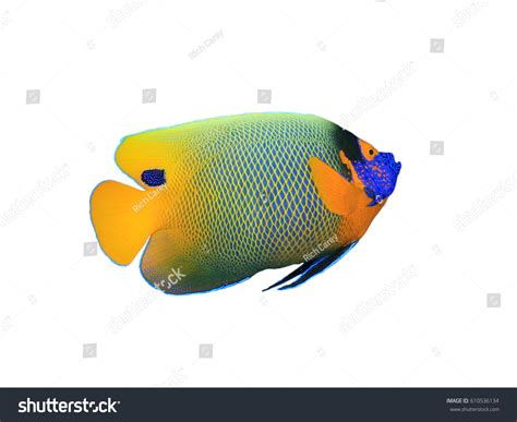 Blueface Angelfish Isolated On White Background Stock Photo 610536134