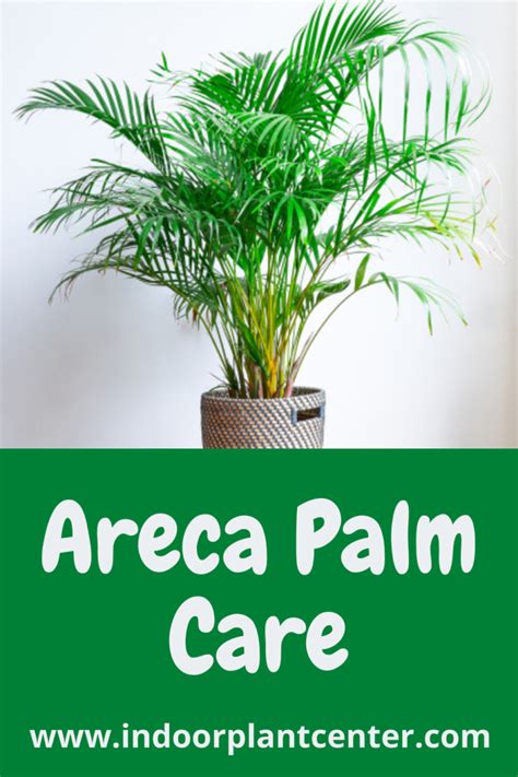 Areca Palm Care Indoor Plant Center