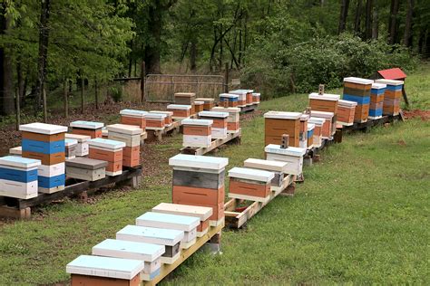 If you were to buy a top bar hive, you would probably. Top Entrance Bee Hives Keeping Backyard Bees