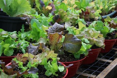 Use Container Gardening For Vegetable Production