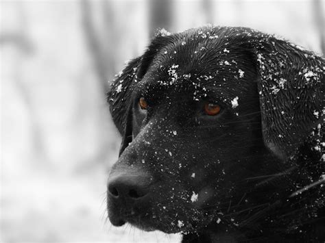 Welcome To Animal Cognizance Its A Dogs Life Snow Layout