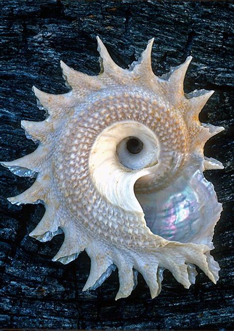25 Beautiful Images Of Seashells The Photo Argus Seashells