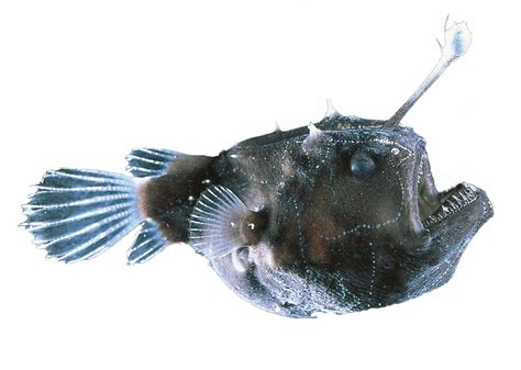 Anglerfish Rcutouts