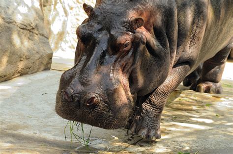 Papeis De Parede 2048x1360 Hipopótamo Comum De Perto Animalia Baixar