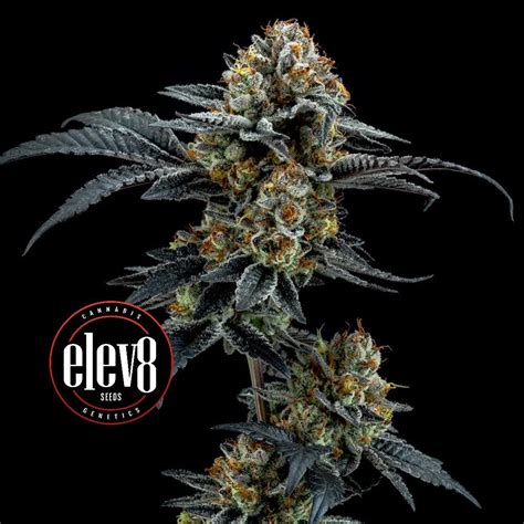 Gorilla Cookies Bud Buddies Cannabis Seeds And Clones For Sale In
