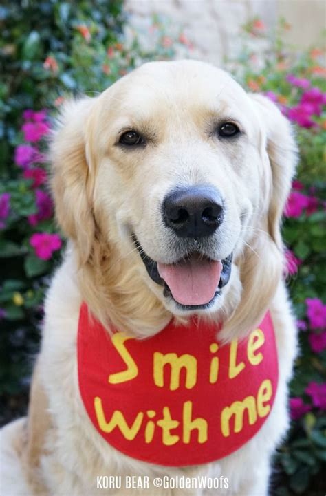 Smile With Me Golden Retriever Cute Funny Animals