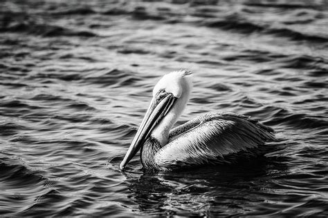 Pelican In Black And White Photograph By Michael Mcstamp