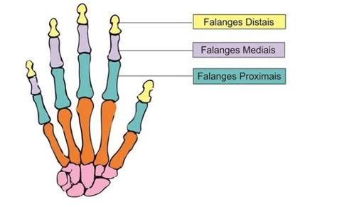 Anatomia Da Mao Ossos Do Metacarpo E Falanges Aprenda