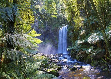 The Best Australias Best Rainforest Walks Hiking Through Scenic