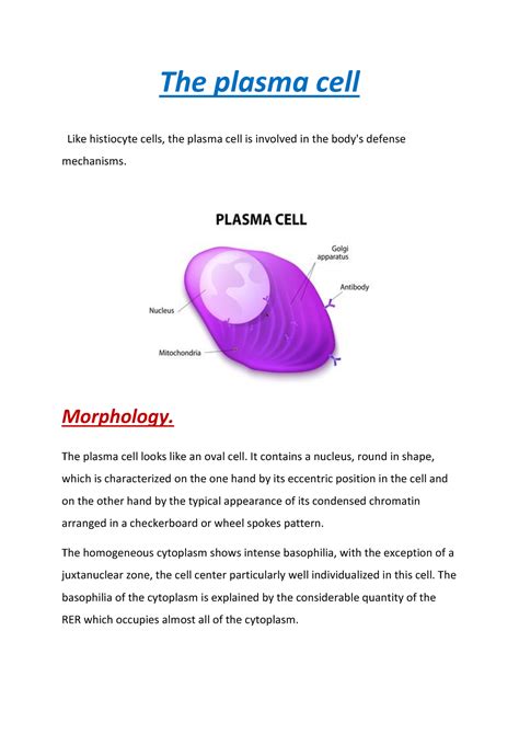 The Plasma Cell Morphology The Plasma Cell Looks Like An Oval Cell