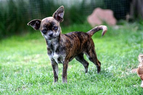 Kostenlose Foto Tier Wirbeltier Hunderasse Chihuahua Welpen Hund