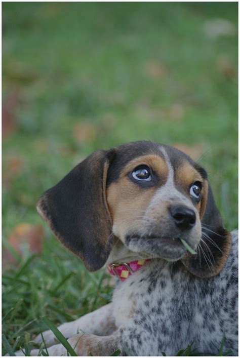 Before buying a puppy it is important to understand the associated costs of owning a dog. Blue Tick Beagle Puppies For Sale In Indiana | Top Dog ...
