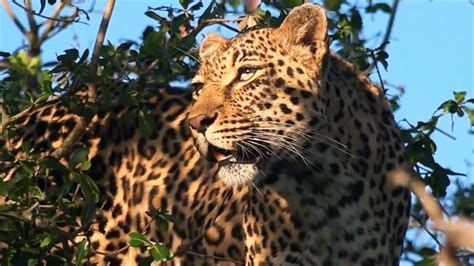 South African Leopards Photos Leopard Kingdom National Geographic