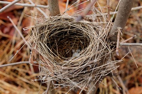 Pictures Of Different Bird Nests On Animal Picture Society